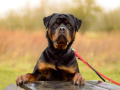 Buster | Rottweiler | Kenilworth (West Midlands) - 3