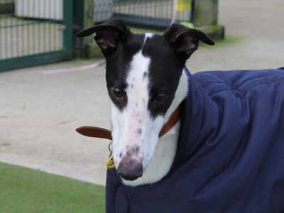 Deano | Greyhound | Evesham (Worcestershire) - 3