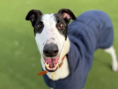 Deano | Greyhound | Evesham (Worcestershire) - 5