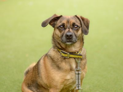 Colby | Pug Cross | Kenilworth (West Midlands) - 3