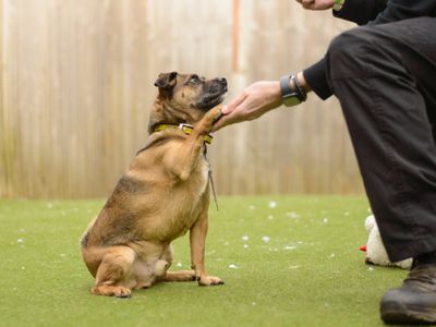 Colby | Pug Cross | Kenilworth (West Midlands) - 5