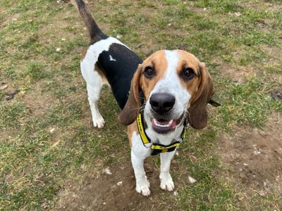 Rexton | Beagle | Snetterton (Norfolk) - 1