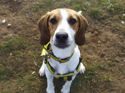 Rexton | Beagle | Snetterton (Norfolk) - 3