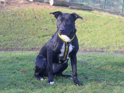 Alice | Retriever (Labrador) Cross | Merseyside (Liverpool) - 3