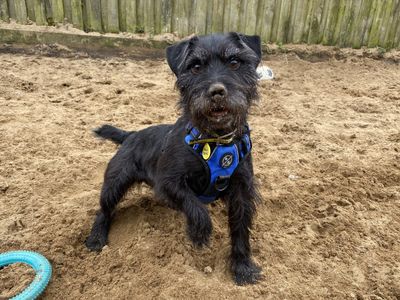 Rupert | Terrier (Patterdale) | Ilfracombe - 3