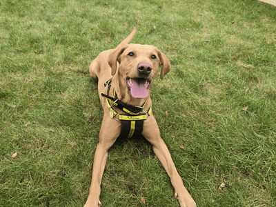 Poppy | Retriever (Labrador) | Dundee rehoming - 3