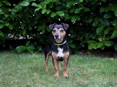 Max | Terrier (Jack Russell) | Darlington - 2