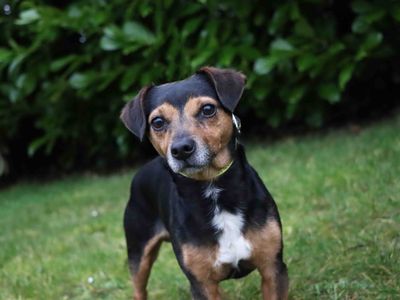 Max | Terrier (Jack Russell) | Darlington - 3