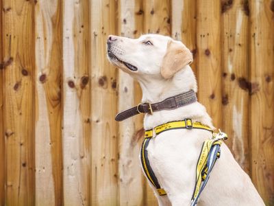 Buddy | Retriever (Labrador) | Loughborough - 2