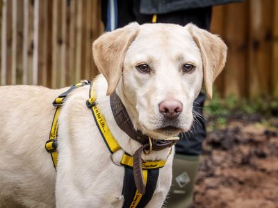 Buddy | Retriever (Labrador) | Loughborough - 3