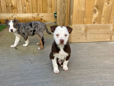 Malbec | Collie (Border) Cross | Ballymena (Northern Ireland) - 1