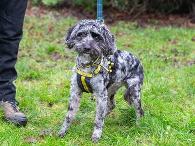 Kiwi | Spaniel (Cocker) Cross | Loughborough - 2