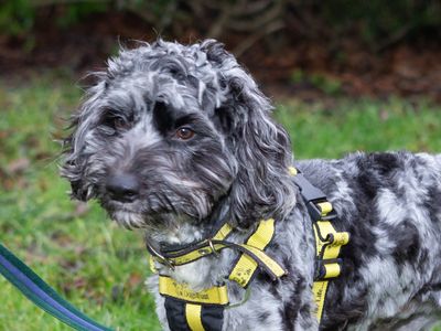 Kiwi | Spaniel (Cocker) Cross | Loughborough - 3