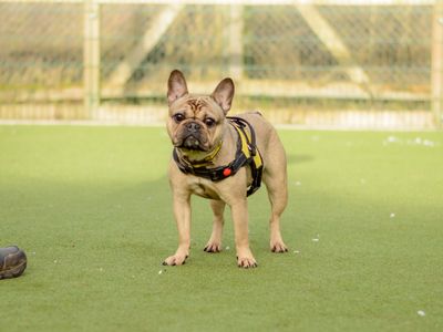 Francesca | French Bulldog | Kenilworth (West Midlands) - 2