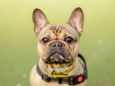 Francesca | French Bulldog | Kenilworth (West Midlands) - 3