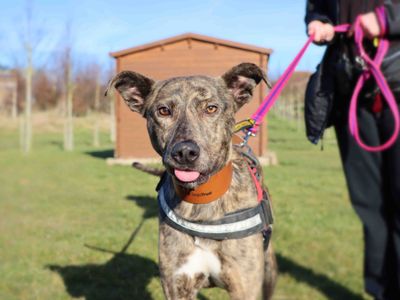 Tigger | Lurcher Cross | Darlington - 2