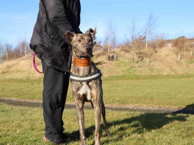 Tigger | Lurcher Cross | Darlington - 3