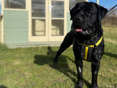 Archie | Retriever (Labrador) Cross | Shrewsbury (Shropshire) - 5