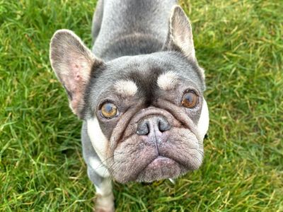 Pinky | French Bulldog | Basildon (Essex) - 3