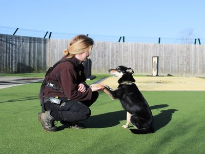 Clara | Collie (Border) Cross | Evesham (Worcestershire) - 3