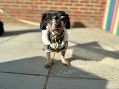 Becky | Shih Tzu Cross | Canterbury - 3