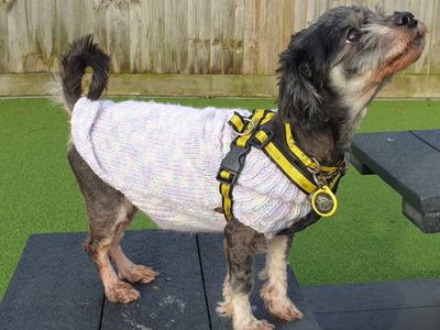 Becky | Shih Tzu Cross | Canterbury - 5