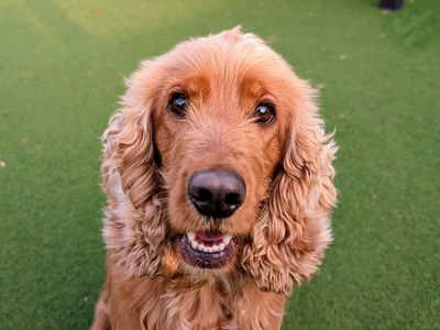 Dotty | Spaniel (Cocker) | Cardiff - 3