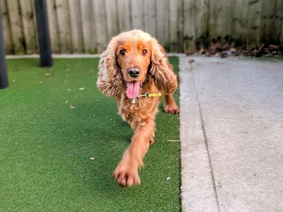 Dotty | Spaniel (Cocker) | Cardiff - 1