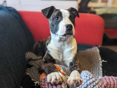 Axel | Terrier (Staffordshire Bull) Cross | Bridgend (Wales) - 1