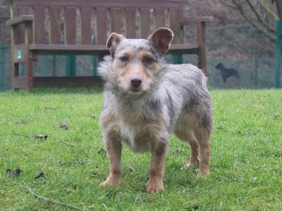 Cookie | Terrier (Jack Russell) Cross | Merseyside (Liverpool) - 3