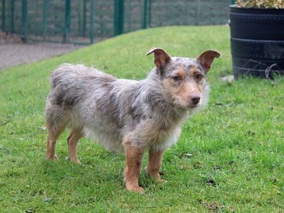 Cookie | Terrier (Jack Russell) Cross | Merseyside (Liverpool) - 2