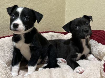 Bryn | Collie (Border) Cross | Ballymena (Northern Ireland) - 3