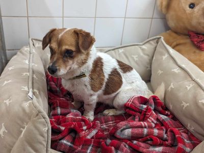 Dorothy | Terrier (Jack Russell) | Bridgend (Wales) - 2