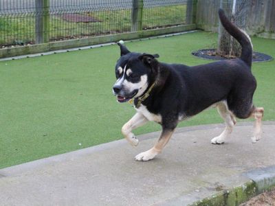 Koda | Rottweiler Cross | Evesham (Worcestershire) - 5