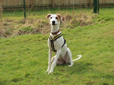 Stella | Greyhound Cross | Newbury (Berkshire) - 5