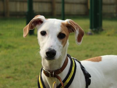 Stella | Greyhound Cross | Newbury (Berkshire) - 3