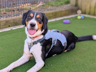 Bailey | Collie (Border) Cross | Cardiff - 3