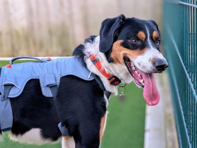 Bailey | Collie (Border) Cross | Cardiff - 5