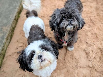 Dolly | Shih Tzu | Cardiff - 5