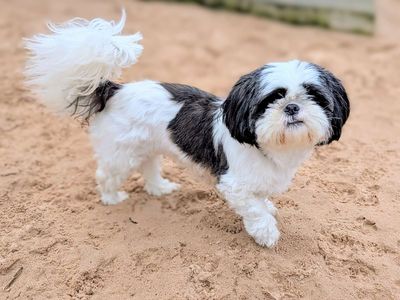 Dolly | Shih Tzu | Cardiff - 3