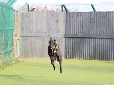 Tina | Greyhound | Shoreham (Sussex) - 1