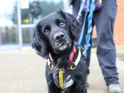 Jet | Spaniel (Cocker) | Leeds - 3