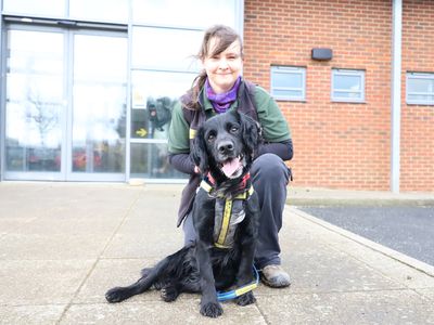 Jet | Spaniel (Cocker) | Leeds - 2