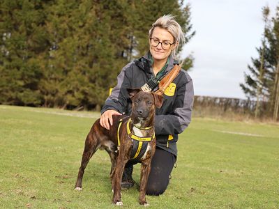 Tom | Whippet Cross | Leeds - 3