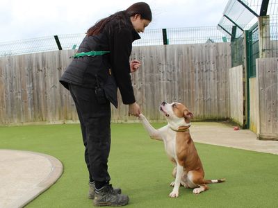 Keith | Boxer Cross | Evesham (Worcestershire) - 3