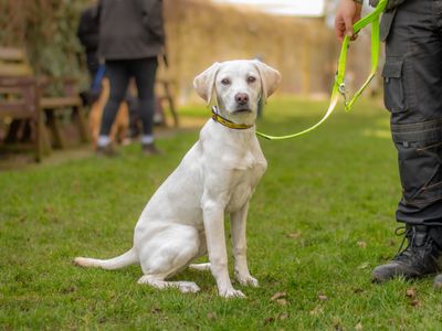 Flossy | Retriever (Labrador) | Kenilworth (West Midlands) - 3