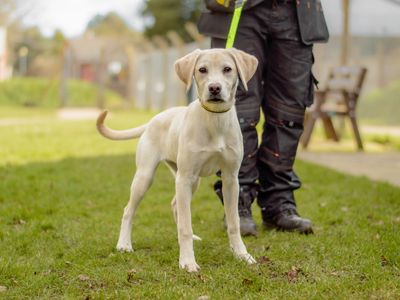 Flossy | Retriever (Labrador) | Kenilworth (West Midlands) - 2