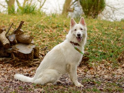 Shep | German Shepherd Dog | Kenilworth (West Midlands) - 5