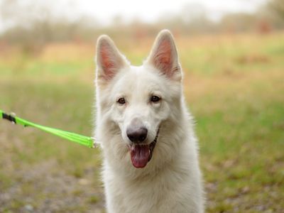 Shep | German Shepherd Dog | Kenilworth (West Midlands) - 3