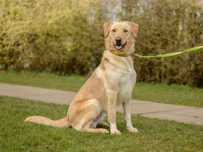 Charles | Retriever (Labrador) | Kenilworth (West Midlands) - 1